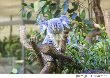 多摩動物公園 コアラ / Koala 129589536
