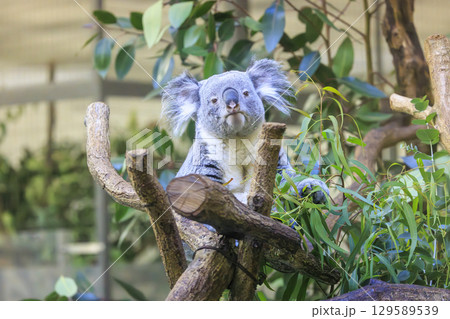 多摩動物公園 コアラ / Koala 129589539
