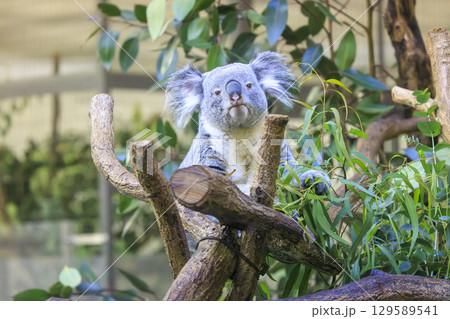 多摩動物公園 コアラ / Koala 多摩動物公園 コアラ / Koala 129589541