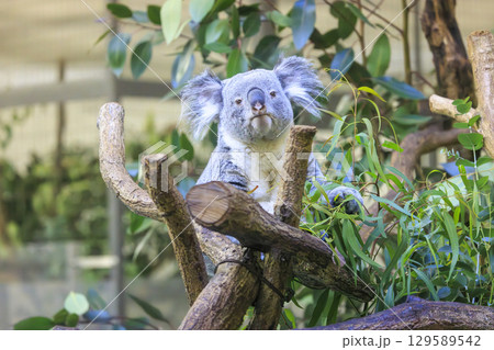 多摩動物公園 コアラ / Koala 多摩動物公園 コアラ / Koala 129589542