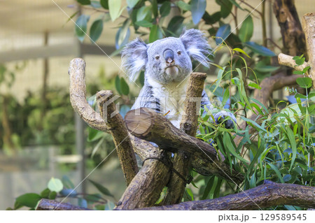多摩動物公園 コアラ / Koala 多摩動物公園 コアラ / Koala 129589545