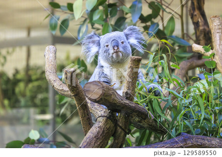 多摩動物公園 コアラ / Koala 129589550