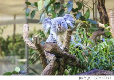 多摩動物公園 コアラ / Koala 129589551