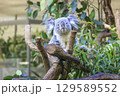 多摩動物公園 コアラ / Koala 129589552