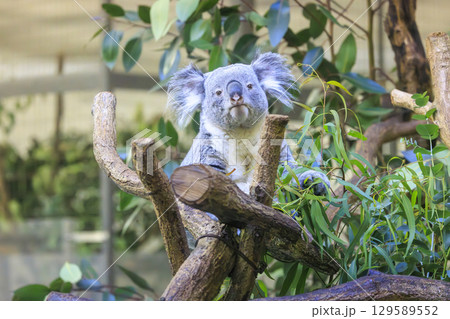 多摩動物公園 コアラ / Koala 129589552