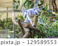多摩動物公園 コアラ / Koala 129589553