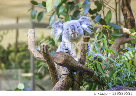 多摩動物公園 コアラ / Koala 多摩動物公園 コアラ / Koala 129589553