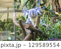 多摩動物公園 コアラ / Koala 129589554
