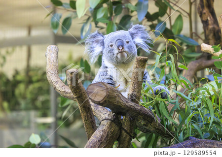 多摩動物公園 コアラ / Koala 129589554