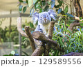 多摩動物公園 コアラ / Koala 129589556