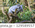 多摩動物公園 コアラ / Koala 129589557