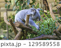 多摩動物公園 コアラ / Koala 129589558