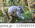 多摩動物公園 コアラ / Koala 129589559