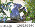 多摩動物公園 コアラ / Koala 129589560
