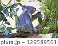 多摩動物公園 コアラ / Koala 129589561