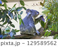 多摩動物公園 コアラ / Koala 129589562