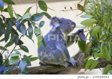 多摩動物公園 コアラ / Koala 129589562