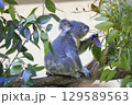 多摩動物公園 コアラ / Koala 129589563