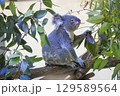 多摩動物公園 コアラ / Koala 129589564