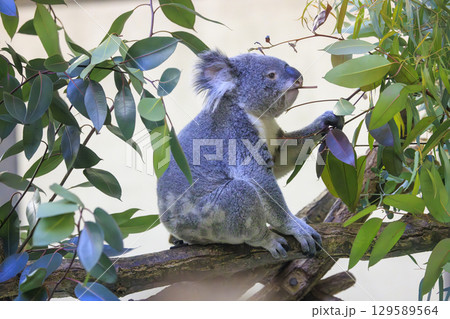 多摩動物公園 コアラ / Koala 129589564