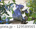 多摩動物公園 コアラ / Koala 129589565