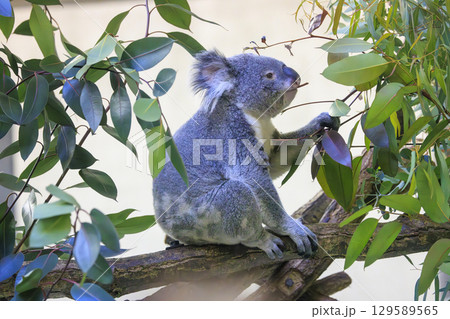 多摩動物公園 コアラ / Koala 多摩動物公園 コアラ / Koala 129589565