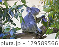 多摩動物公園 コアラ / Koala 129589566