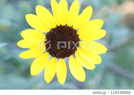 夏の庭に咲く黄色い矮性ヒマワリの花 129589866