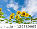 美瑛 129589995