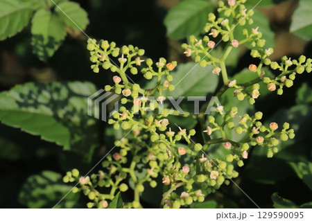 夏の道端に咲くヤブガラシのごく小さなオレンジ色の花 夏の道端に咲くヤブガラシのごく小さなオレンジ色の花 129590095
