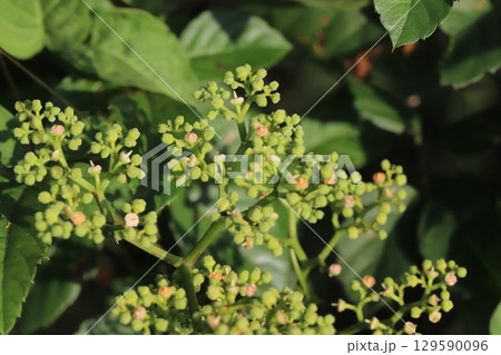 夏の道端に咲くヤブガラシのごく小さなオレンジ色の花 129590096