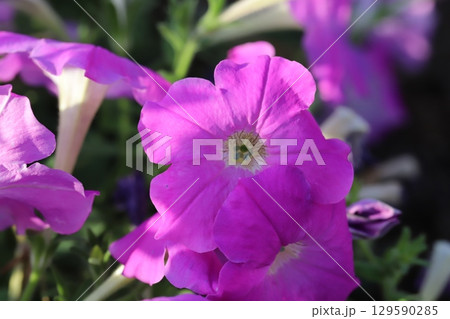 夏の庭に咲くピンク色のペチュニアの花 夏の庭に咲くピンク色のペチュニアの花 129590285