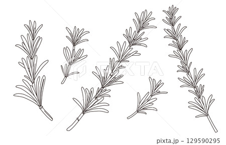 ローズマリーの線画イラスト 129590295