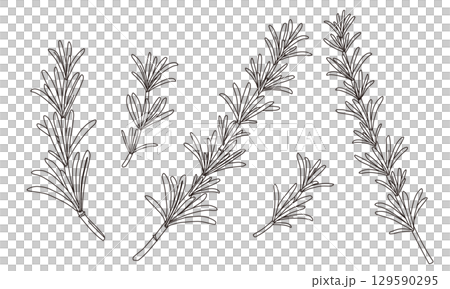 ローズマリーの線画イラスト 129590295
