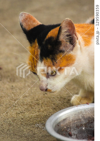 A calico cat is a domestic cat with tricolor fur bending down to eat food in a bowl. 129590359