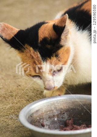 A calico cat is a domestic cat with tricolor fur bending down to eat food in a bowl. A calico cat is a domestic cat with tricolor fur bending down to eat food in a bowl. 129590380
