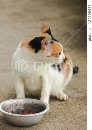 A calico cat is a domestic cat with tricolor fur bending down to eat food in a bowl. 129590428
