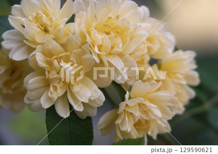 モッコウバラ 129590621