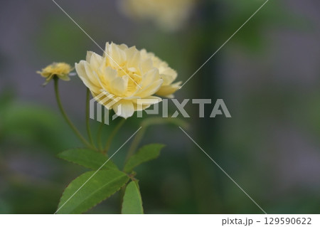 モッコウバラ モッコウバラ 129590622