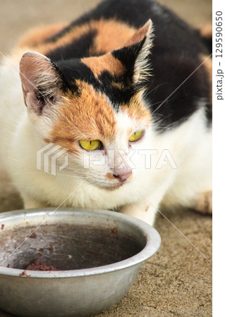A calico cat is a domestic cat with tricolor fur bending down to eat food in a bowl. A calico cat is a domestic cat with tricolor fur bending down to eat food in a bowl. 129590650