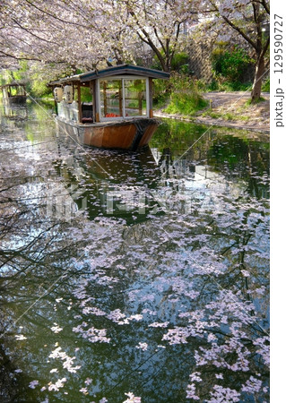 春の宇治川派流と十石舟 129590727