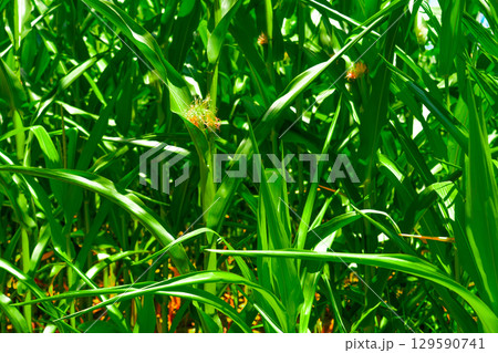 Golden hour sunset over lush green corn field in the tranquil rural countryside Golden hour sunset over lush green corn field in the tranquil rural countryside 129590741
