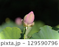 蓮の華 129590796