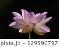 蓮の華 129590797