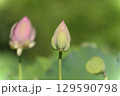 蓮の華 129590798