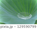 蓮の葉と水滴 129590799