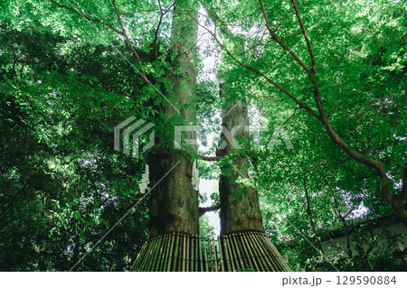 下鴨神社と鴨川 129590884