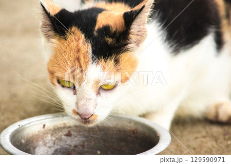 A calico cat is a domestic cat with tricolor fur bending down to eat food in a bowl. A calico cat is a domestic cat with tricolor fur bending down to eat food in a bowl. 129590971