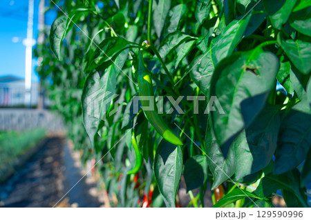 Green pepper grows in the garden, nature. Green pepper grows in the garden, nature. 129590996