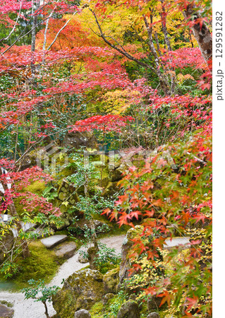 大原　宝泉院　宝楽園の美しい紅葉（京都府京都市左京区）　 129591282